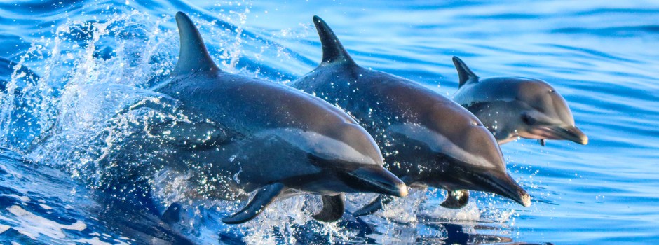 Dauphins shutterstock 363771053.jpg